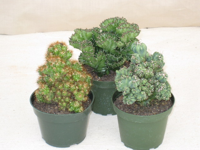 4" Crested and Monstrosus